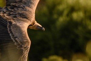 buitre vuelo_