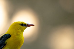 B_Birding