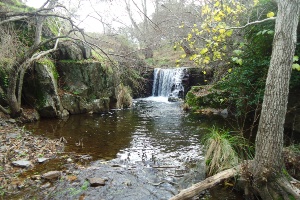 Higuera de Albalat