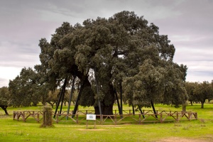 Encina La Terrona