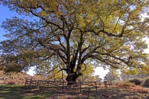 Roble del Acarreadero